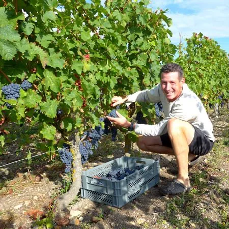 Domaine Aurélien Revillot - Aurélien Revillot accroupi entre les rangs, une caisse de raisin noir à ses pieds