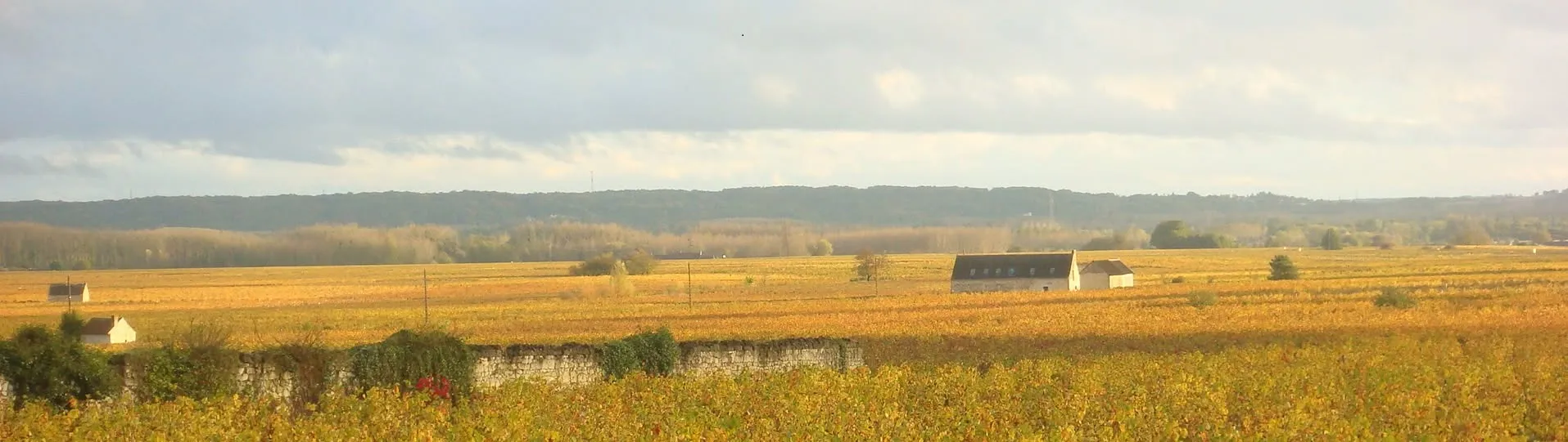 Domaine Aurélien Revillot - Vignes d’automne et murets à Restigné