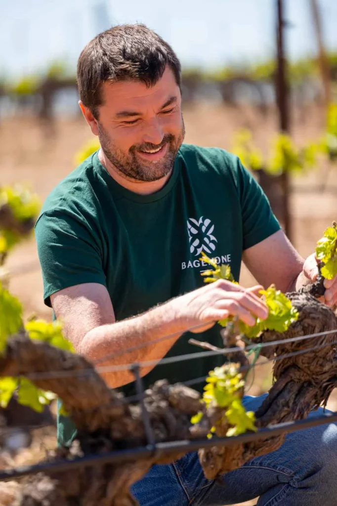 Domaine Bargemone - Aurélien, maître de chai, au travail dans les vignes