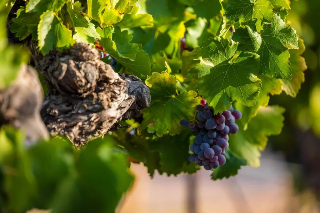 Domaine Bargemone - Grappe de raisin noir sur la vigne
