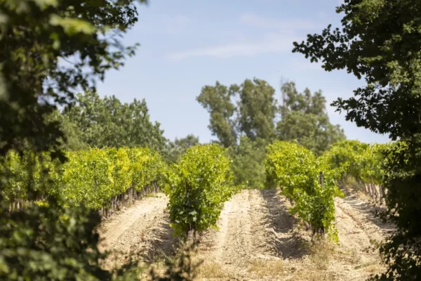 Domaine Bargemone - Rangs de vignes encadrés par les arbres du domaine