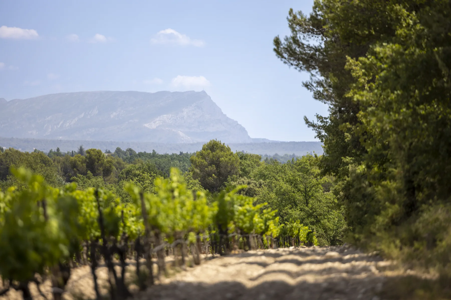 Domaine Bargemone - Rangs de vignes face à la montagne Sainte-Victoire à Saint-Cannat