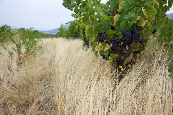 Domaine Benastra - Vignes conduites en agriculture biologique à Saint-Paul-de-Fenouillet