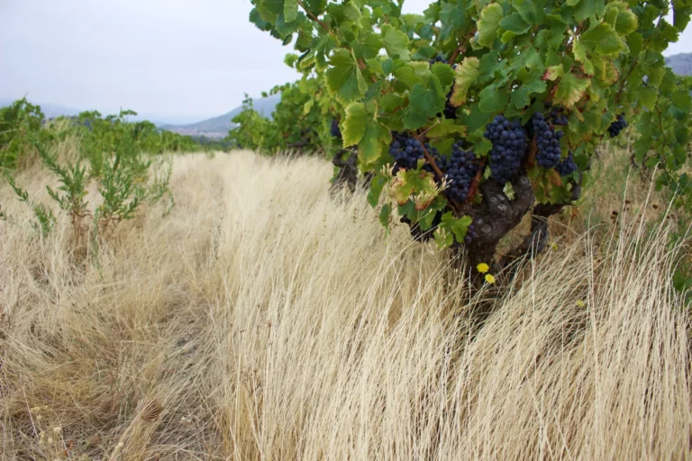Domaine Benastra