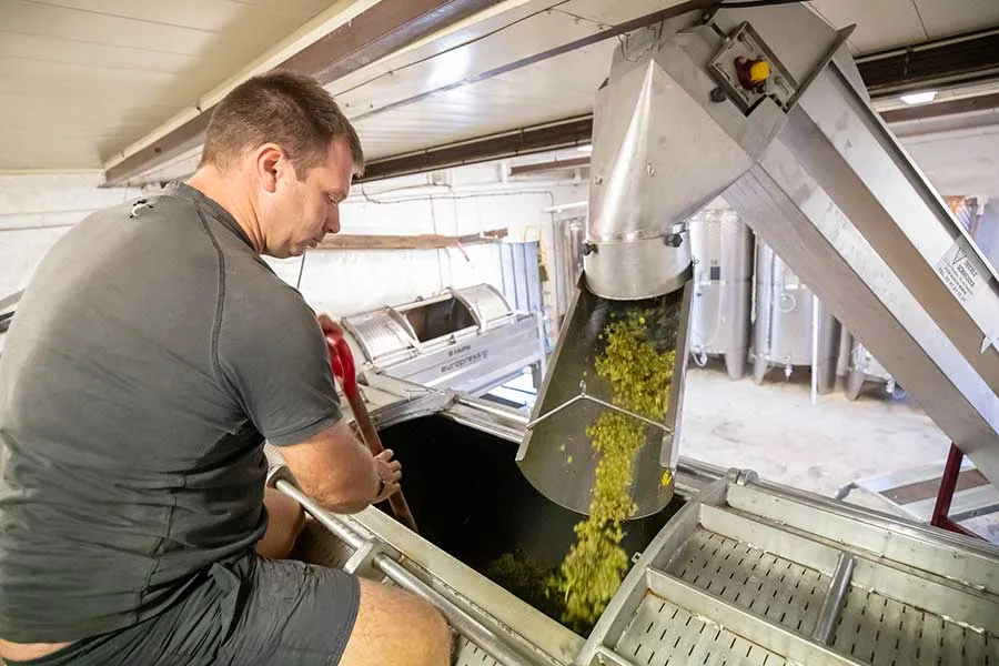 Domaine Bernard Millot - Chargement de la vendange blanche dans le pressoir