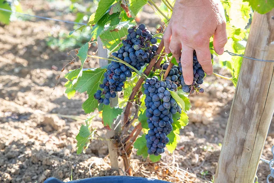Domaine Bernard Millot - Grappes de raisin noir à maturité sur le cep