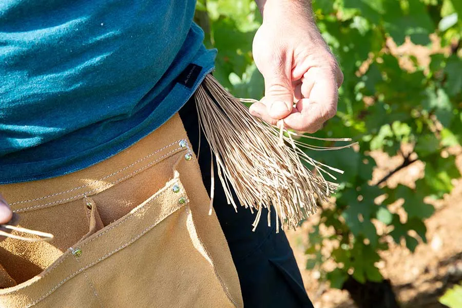 Domaine Bernard Millot - Liens glissés à la ceinture pour attacher la vigne