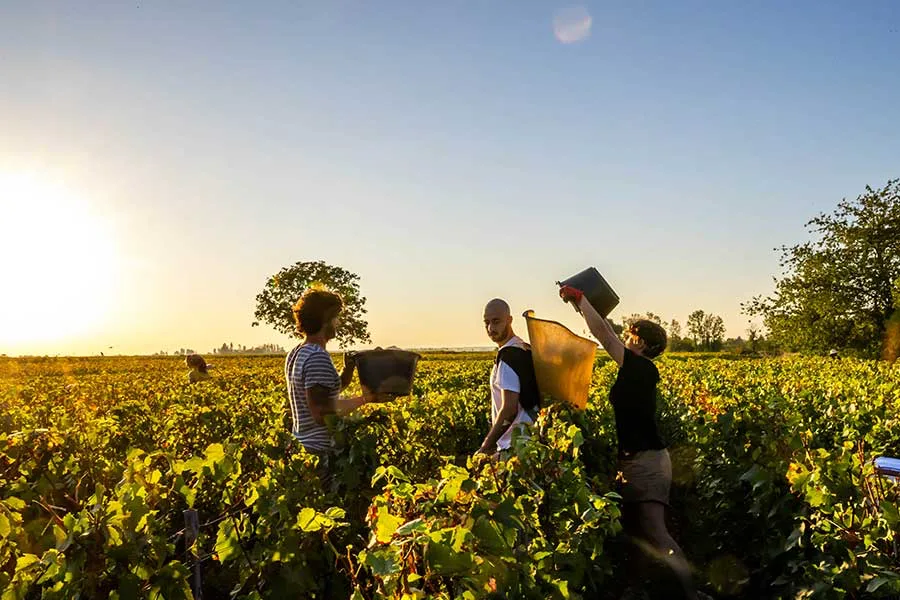 Domaine Bernard Millot - Vendangeurs dans les rangs, dans la lumière du soir