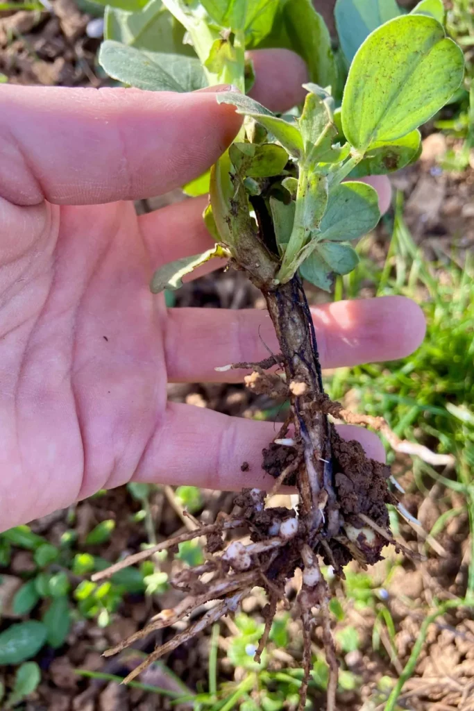 Domaine Camille Braun - Plant de couvert végétal arraché, racines à nu