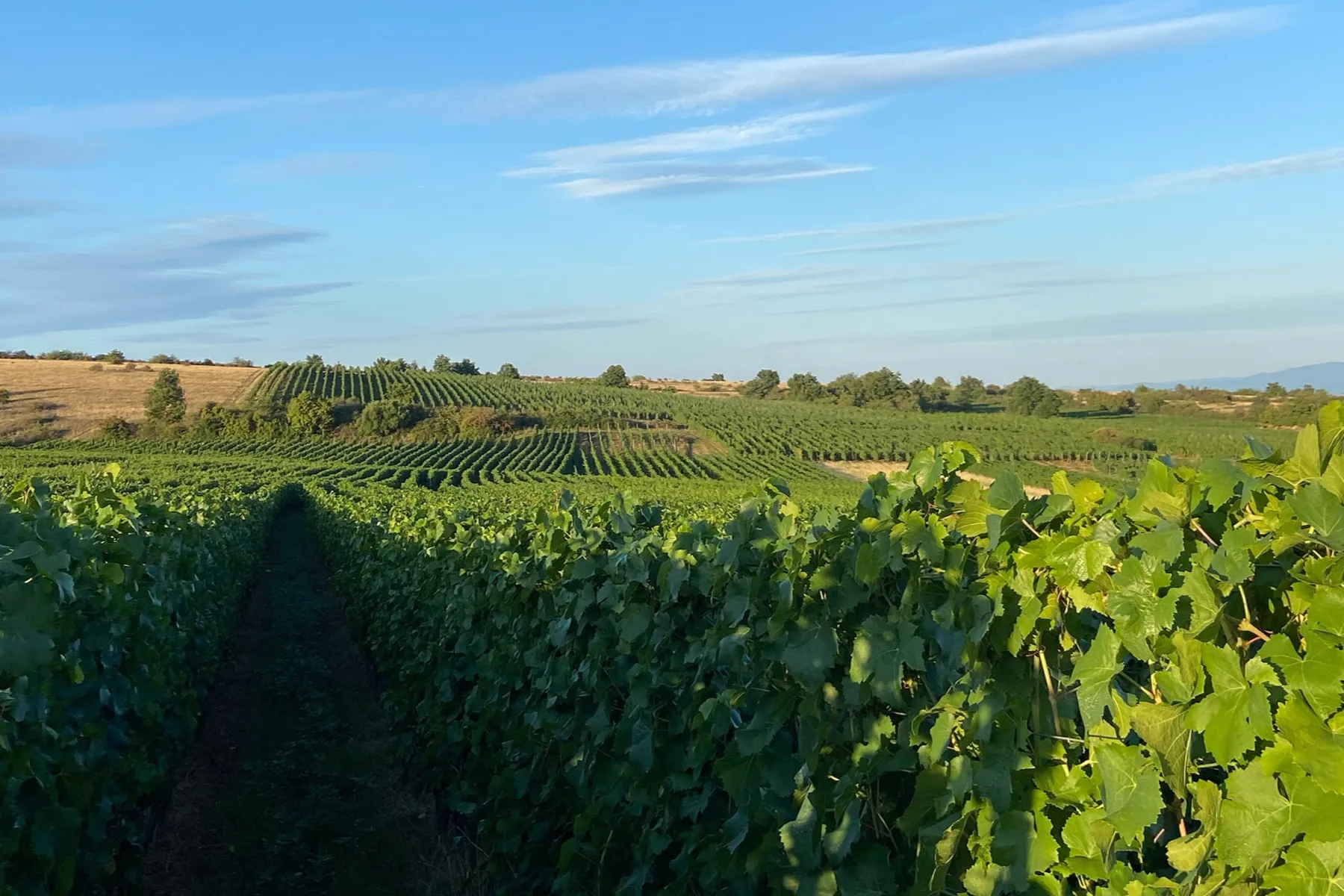 Domaine Camille Braun - Rangs de vignes sur les coteaux d’Orschwihr sous un ciel bleu