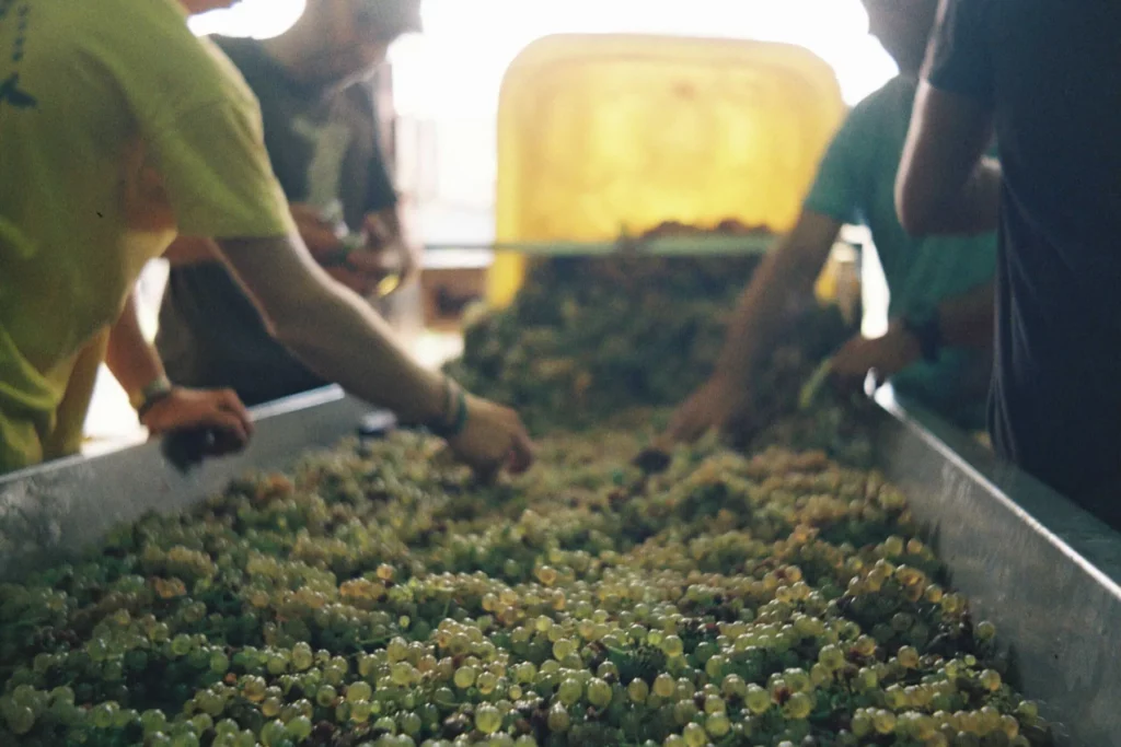 Domaine Camille Braun - Tri des grappes blanches sur table