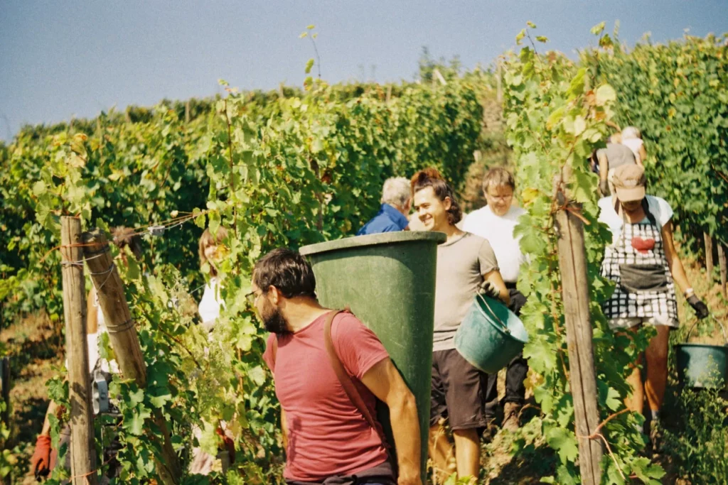 Domaine Camille Braun - Vendangeurs et hottes dans les rangs