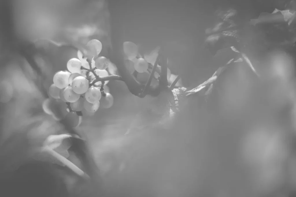 Domaine Chandon de Briailles - Grappe de raisin dans le feuillage, en noir et blanc