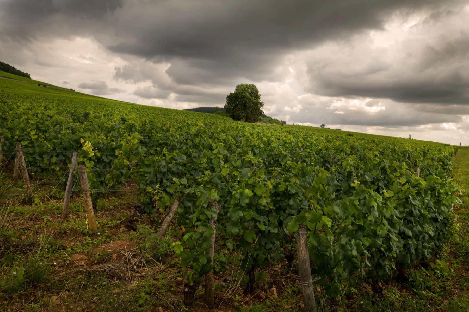 Domaine Chandon de Briailles - Rangs de vigne en pente sous un ciel d’orage