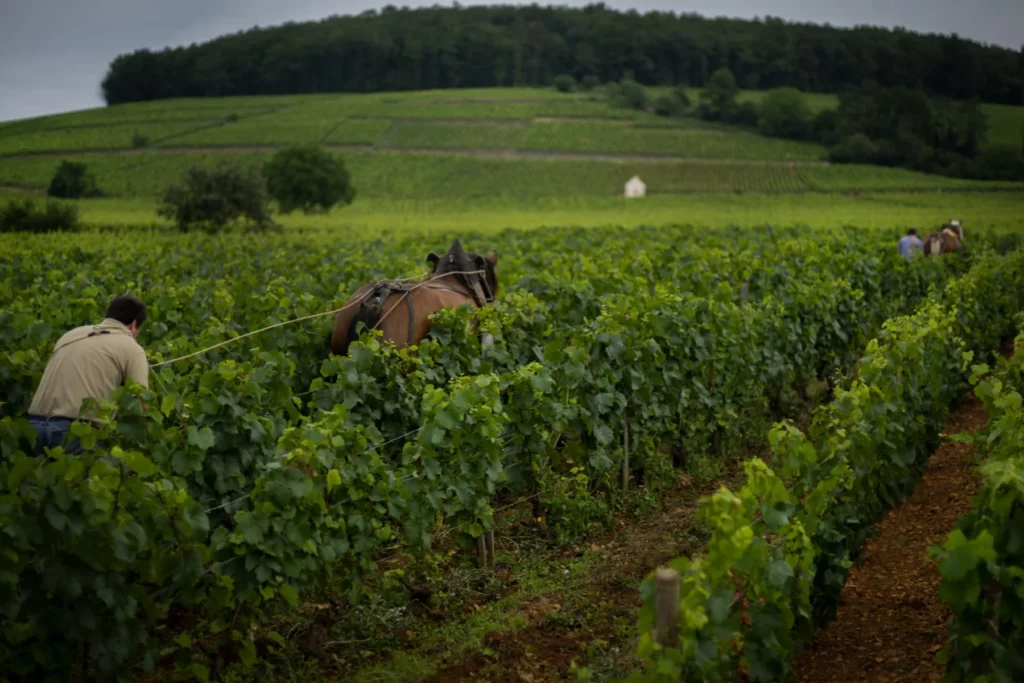 Domaine Chandon de Briailles - Travail du sol au cheval de trait entre les rangs