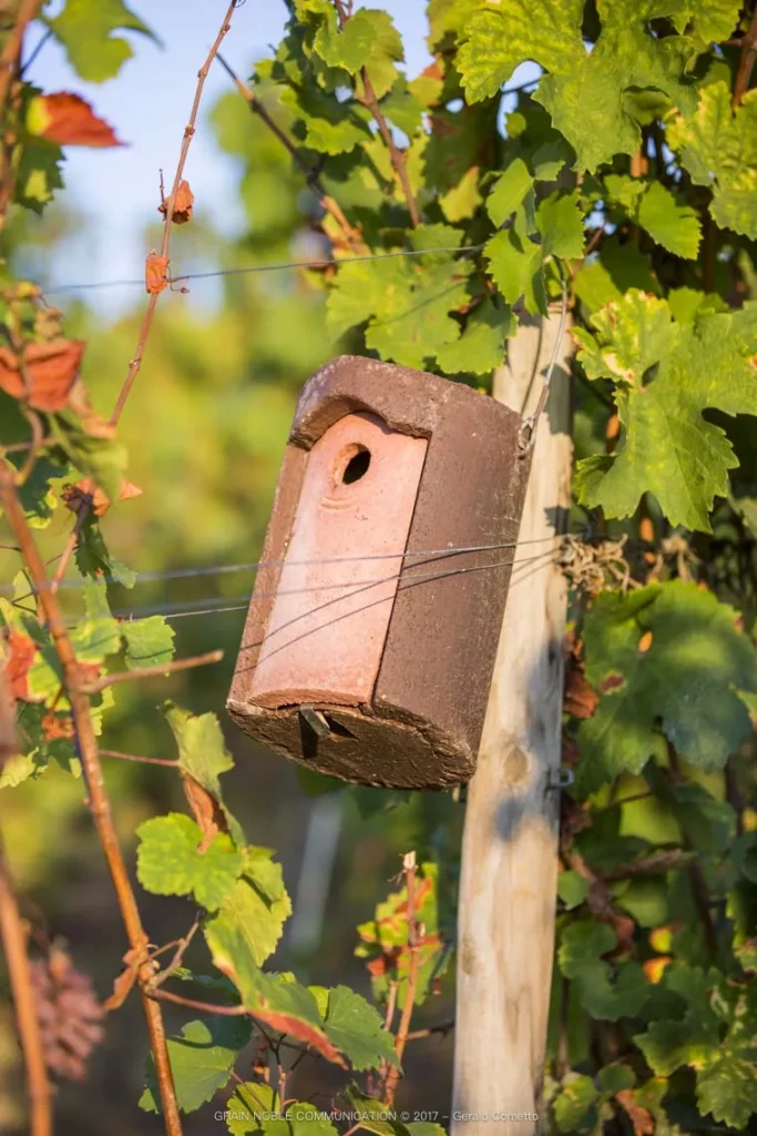 Domaine Charles Frey - Nichoir à mésanges fixé sur un piquet de vigne