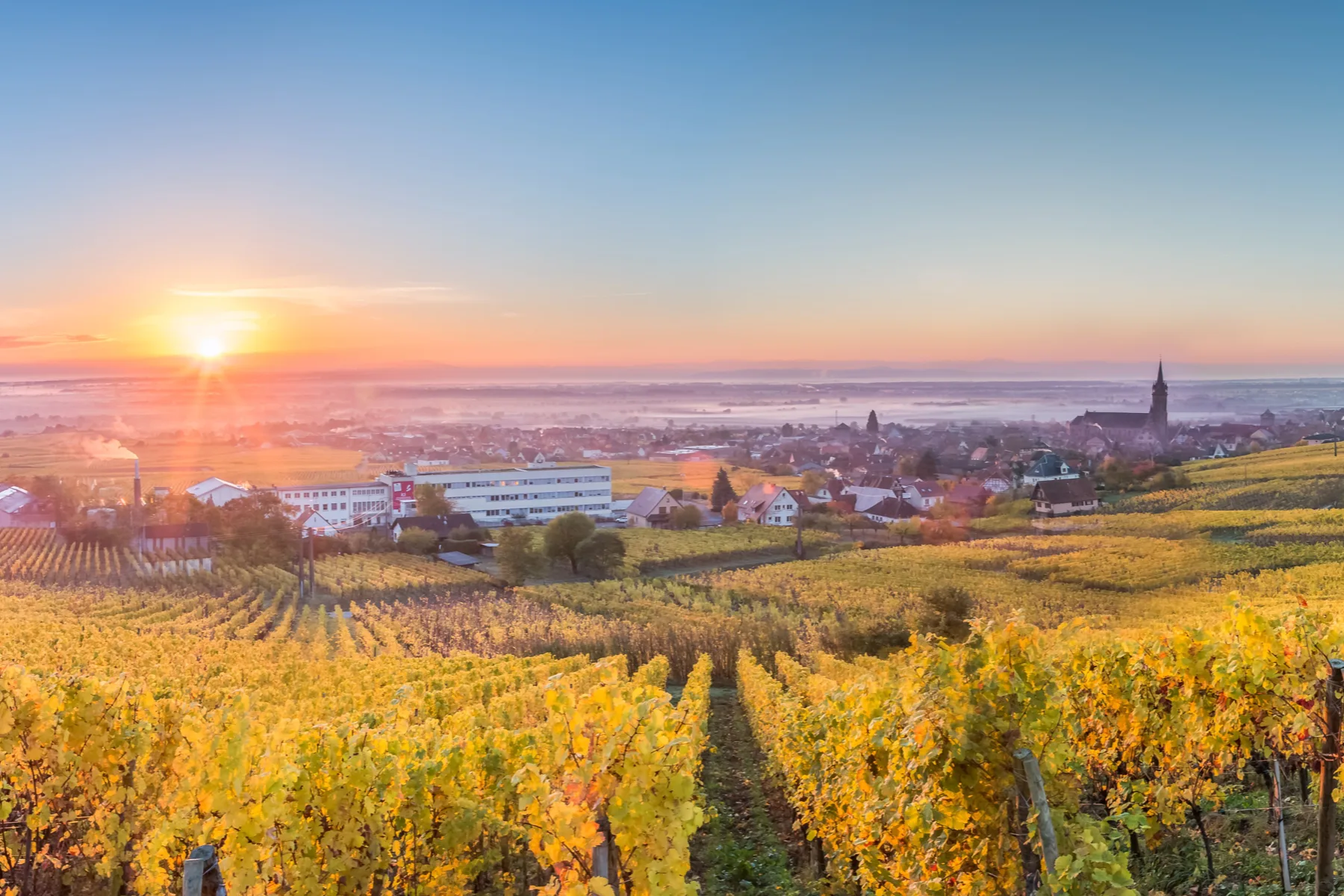 Domaine Charles Frey - Vignes dorées d’automne au lever du soleil au-dessus de Dambach-la-Ville