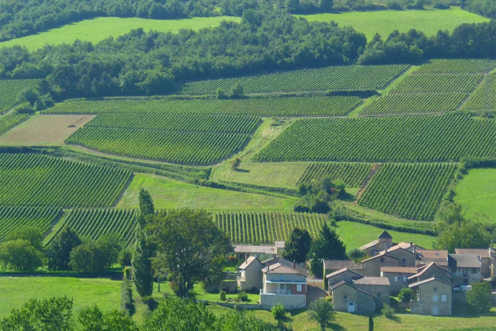 Domaine de la Jobeline - Coteaux de vignes et village du Mâconnais
