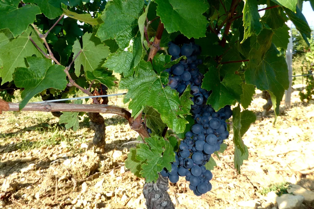 Domaine de la Jobeline - Grappes de gamay mûres sur la souche