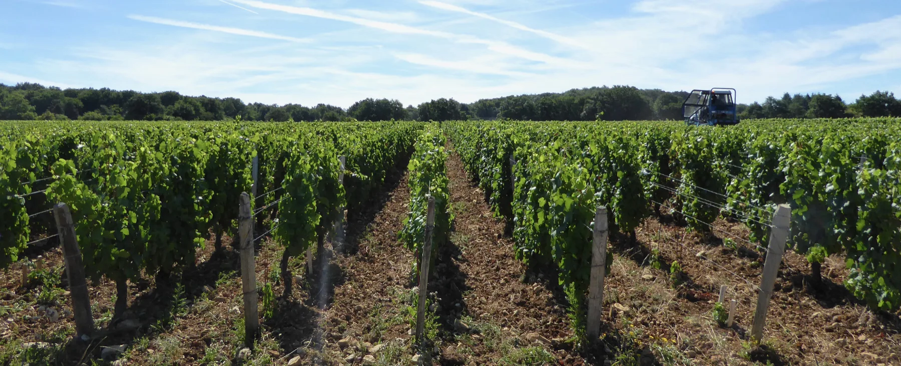 Domaine de la Jobeline - Rangs de vignes sous un ciel d’été dans le Mâconnais