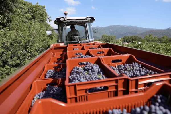 Domaine de la Murta - Caisses de raisin noir au retour des vendanges à Figari