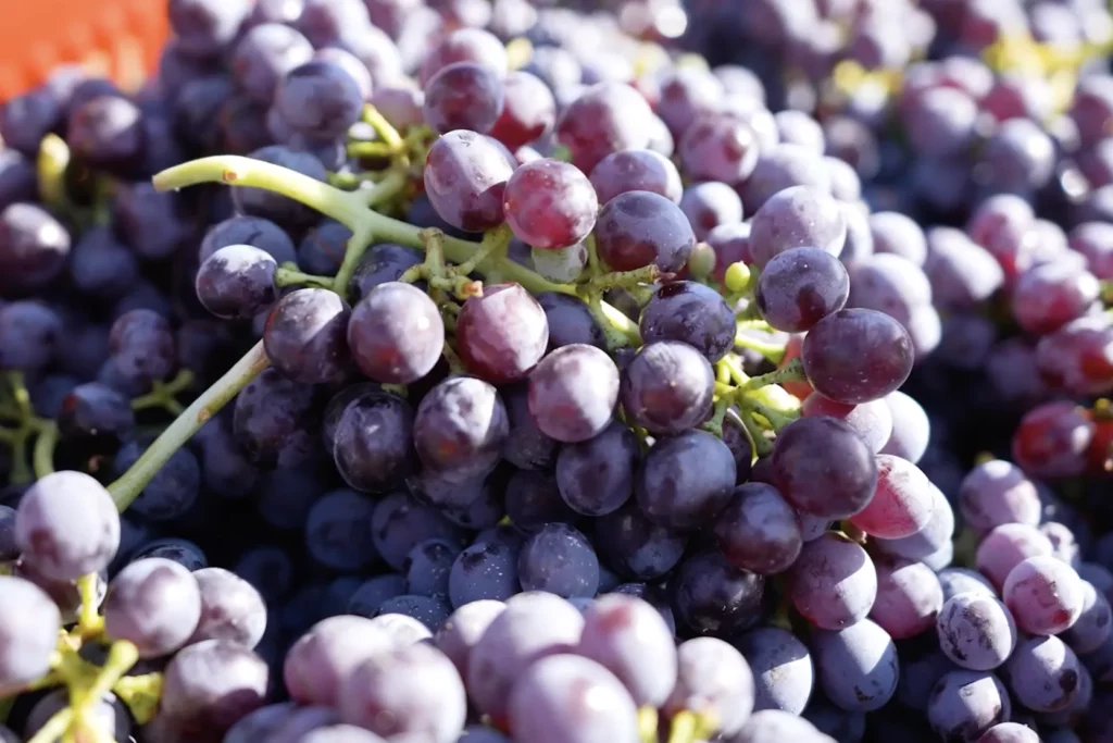 Domaine de la Murta - Grappes de raisin noir fraîchement vendangées