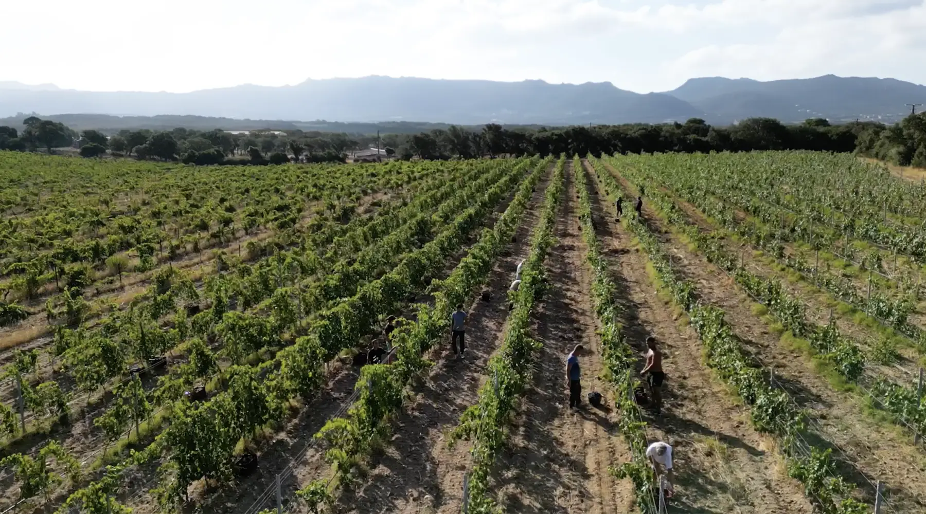 Domaine de la Murta - Vendangeurs dans les rangs de vigne, montagnes à l’horizon