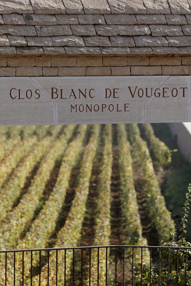 Domaine de la Vougeraie - Enseigne du Clos Blanc de Vougeot au-dessus des rangs de chardonnay