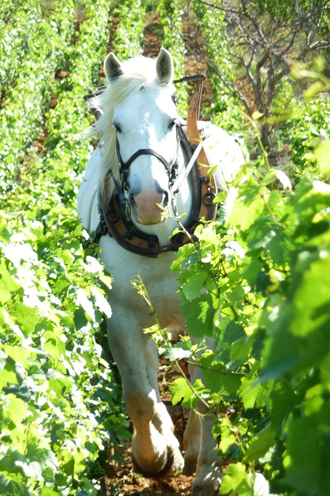 Domaine de la Vougeraie - Cheval de trait blanc labourant entre les rangs de vigne