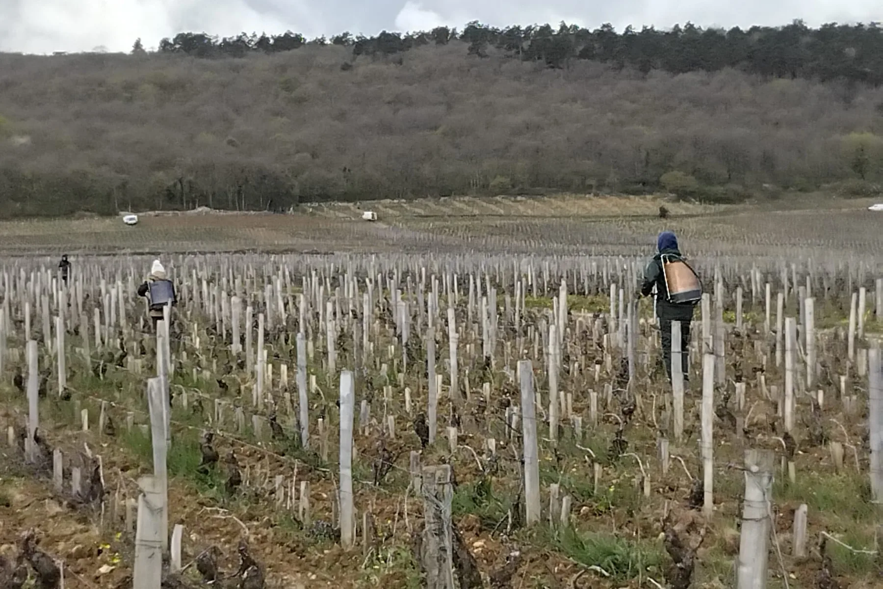 Domaine de la Vougeraie - Équipe posant la préparation 500 dans les vignes, sous la côte boisée