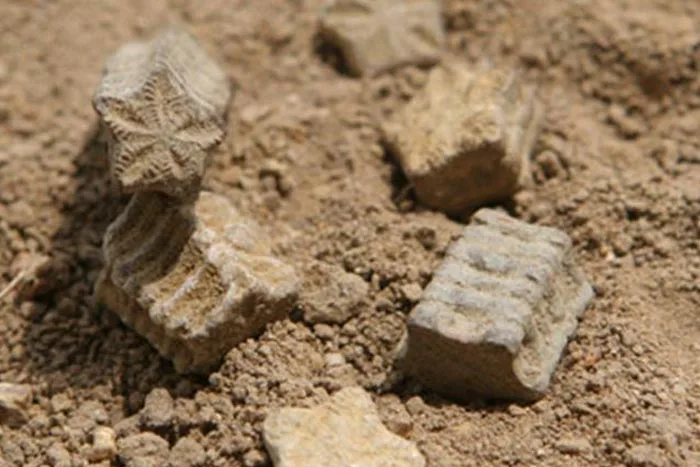 Domaine de Montbourgeau - Fossiles de crinoïdes en forme d’étoile sur la terre des vignes