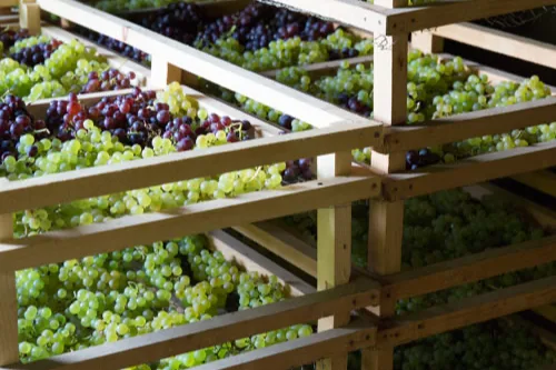 Domaine de Montbourgeau - Grappes séchant sur claies pour le vin de paille