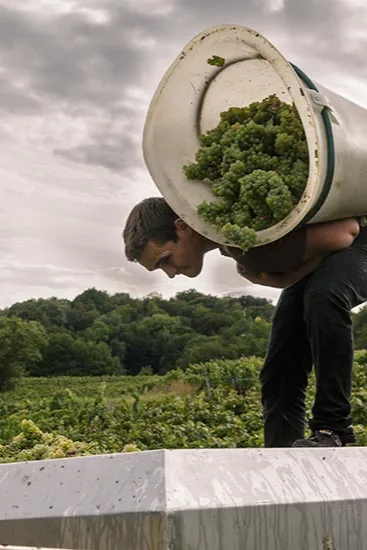 Domaine de Montbourgeau - Vendangeur vidant sa hotte de raisins blancs