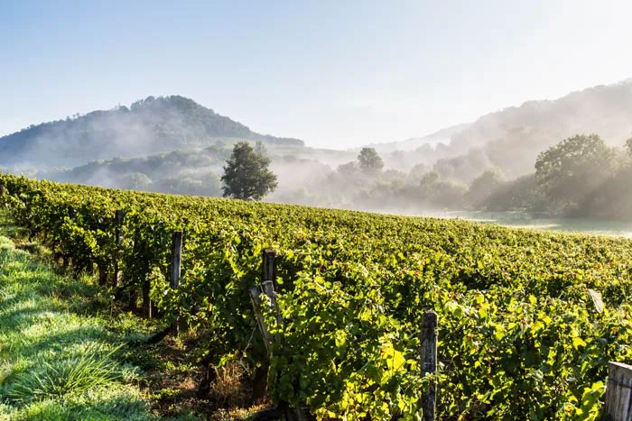Domaine de Montbourgeau - Rangs de vigne dans la brume du matin au pied des collines