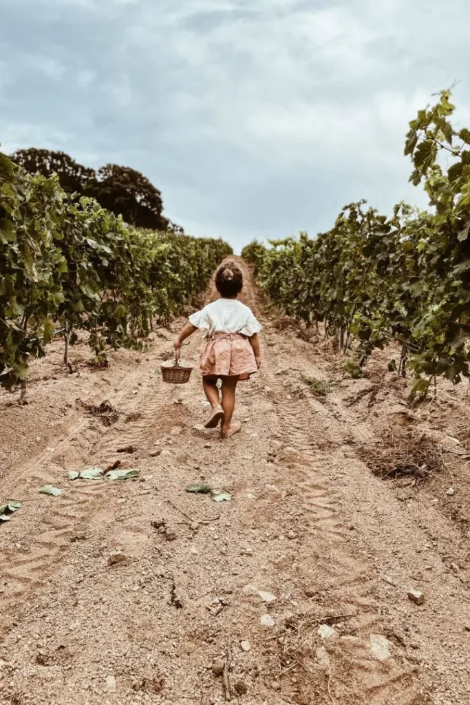 Domaine de Peretti della Rocca - Enfant marchant entre les rangs de vigne, panier à la main
