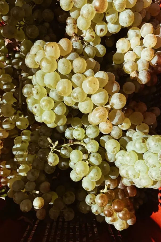 Domaine de Peretti della Rocca - Grappes de raisin blanc tout juste vendangées dans une caisse