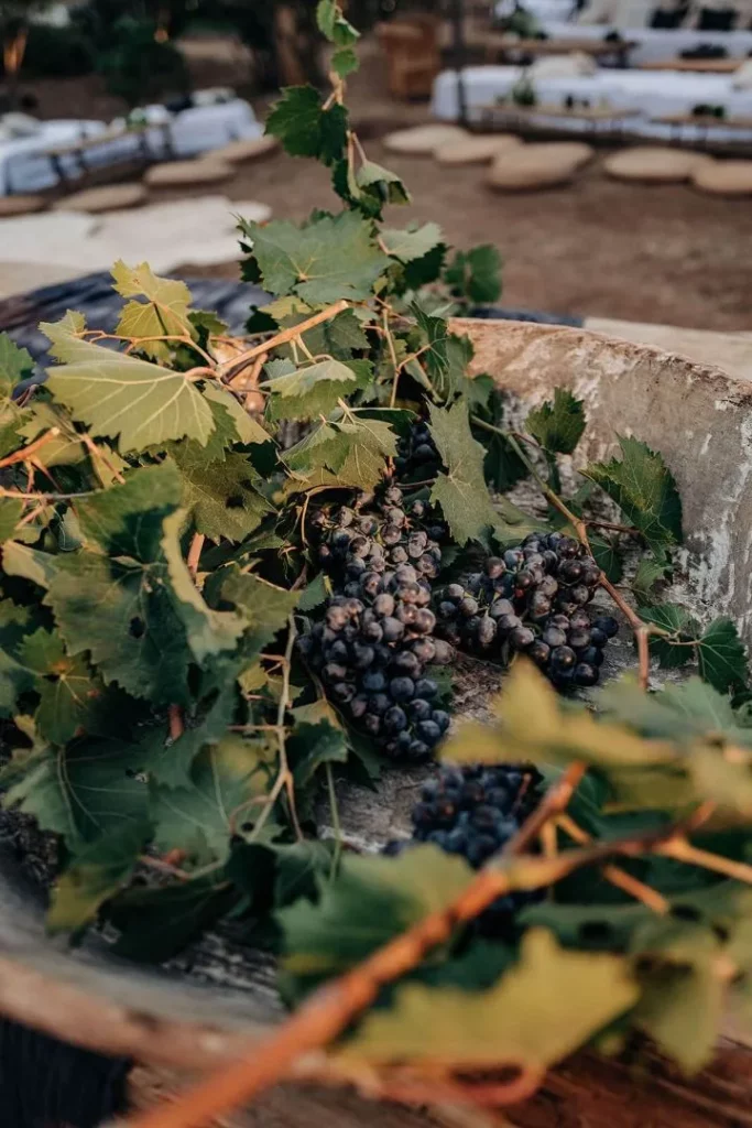 Domaine de Peretti della Rocca - Grappes noires et feuilles de vigne dans une caisse de vendange