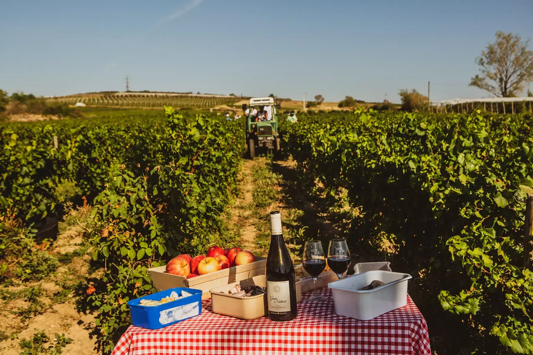 Domaine de Prapin - Table dressée entre les rangs de vigne, tracteur de vendange au fond