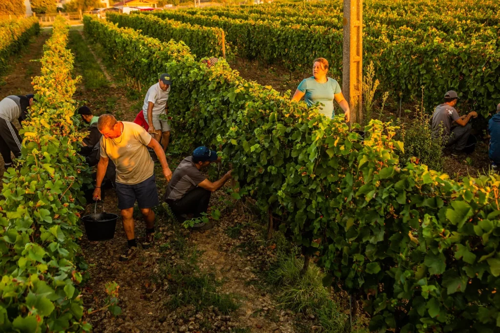 Domaine de Prapin - Vendangeurs dans les rangs de vigne au soleil couchant