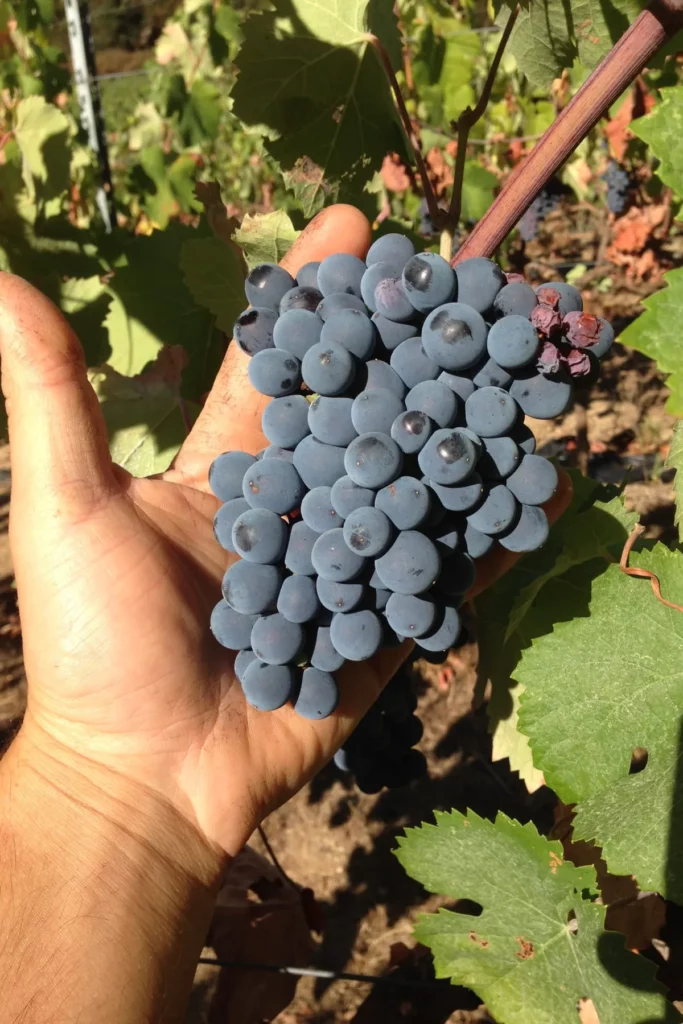 Domaine de Tremica - Grappe de raisin noir tenue dans la main avant la vendange