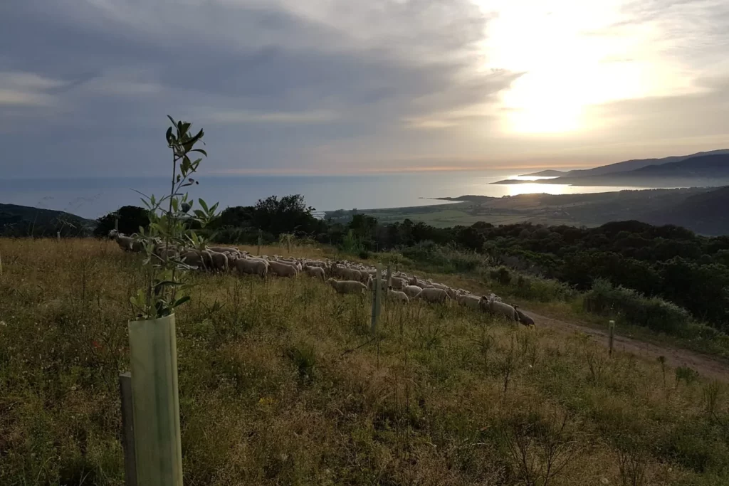 Domaine de Tremica - Jeune olivier et troupeau de moutons sur la hauteur, la mer à l’horizon