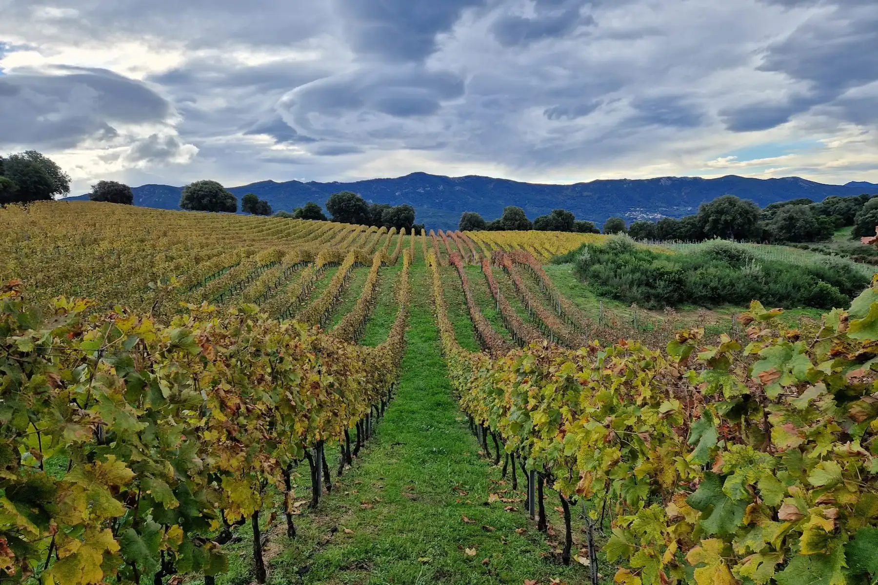 Domaine de Tremica - Rangs de vigne enherbés aux couleurs d’automne, face aux montagnes
