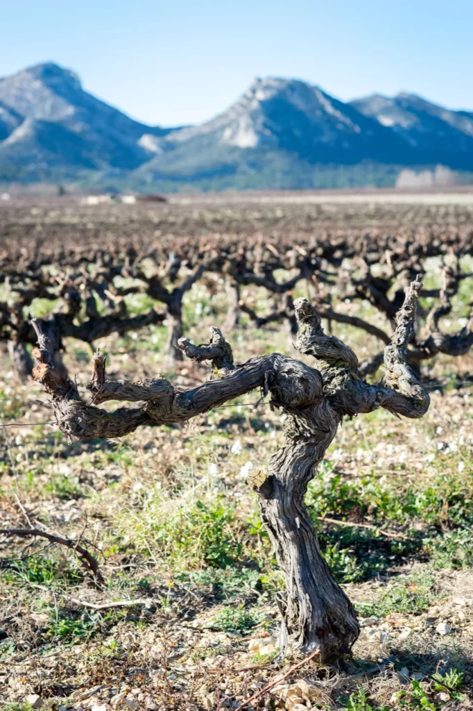 Domaine de Valdition - Un cep taillé court devant les sommets des Alpilles