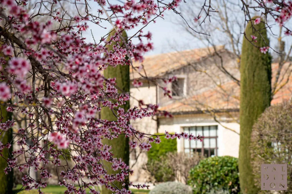 Domaine de Valdition - Une maison du domaine derrière un arbre en fleurs