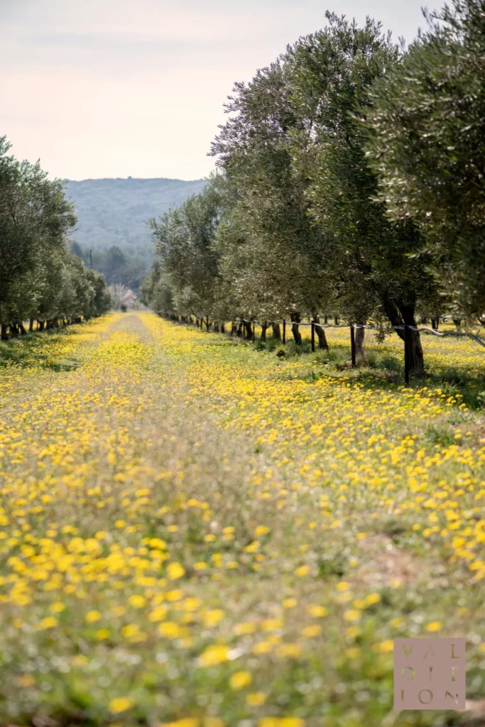 Domaine de Valdition - Allée d’oliviers dans un tapis de fleurs jaunes