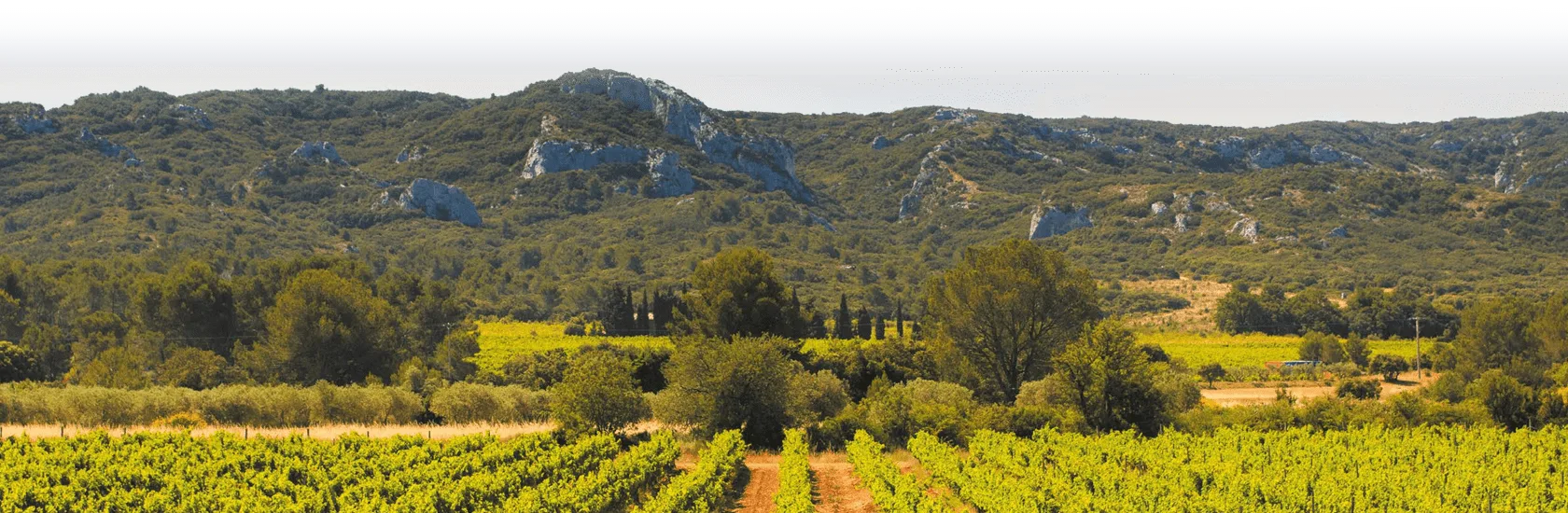 Domaine de Valdition - Rangs de vignes au pied de la chaîne des Alpilles à Orgon