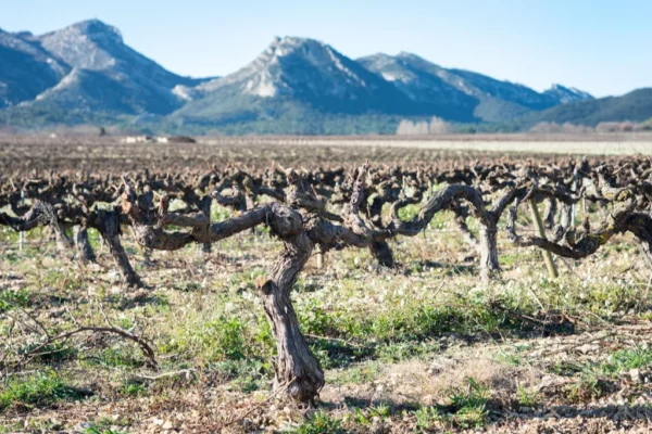 Domaine de Valdition - Vignes taillées en gobelet en hiver, les Alpilles en fond