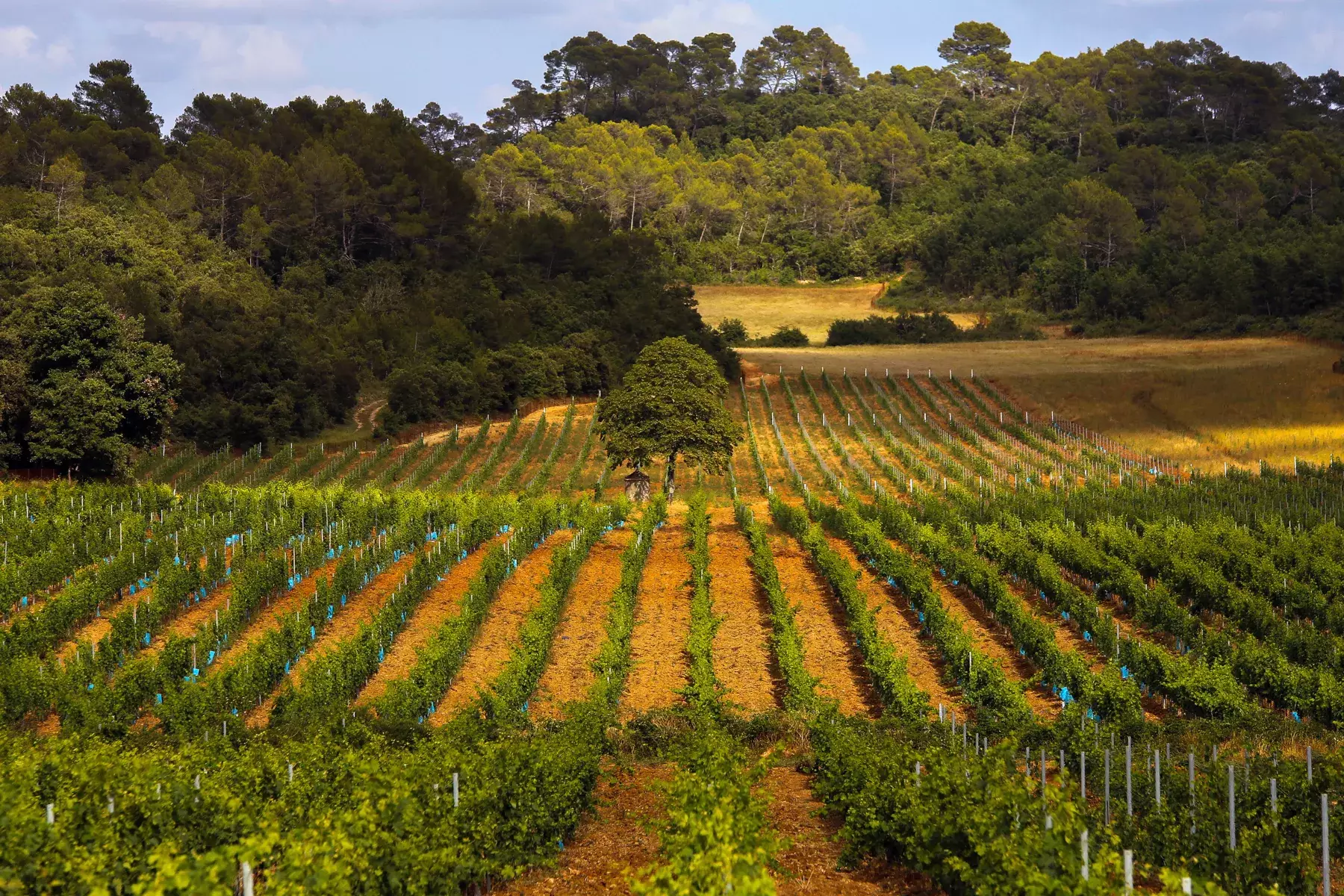 Domaine des Aspras - Rangs de vignes au pied des collines boisées de Correns