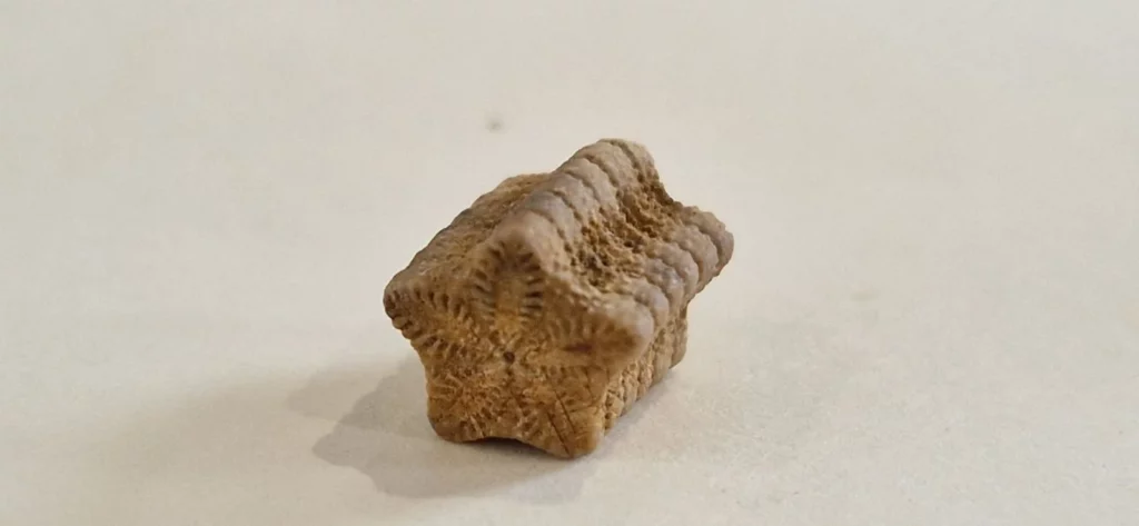 Domaine des Pentacrines - Fossile de pentacrine, segment de tige de crinoïde en étoile