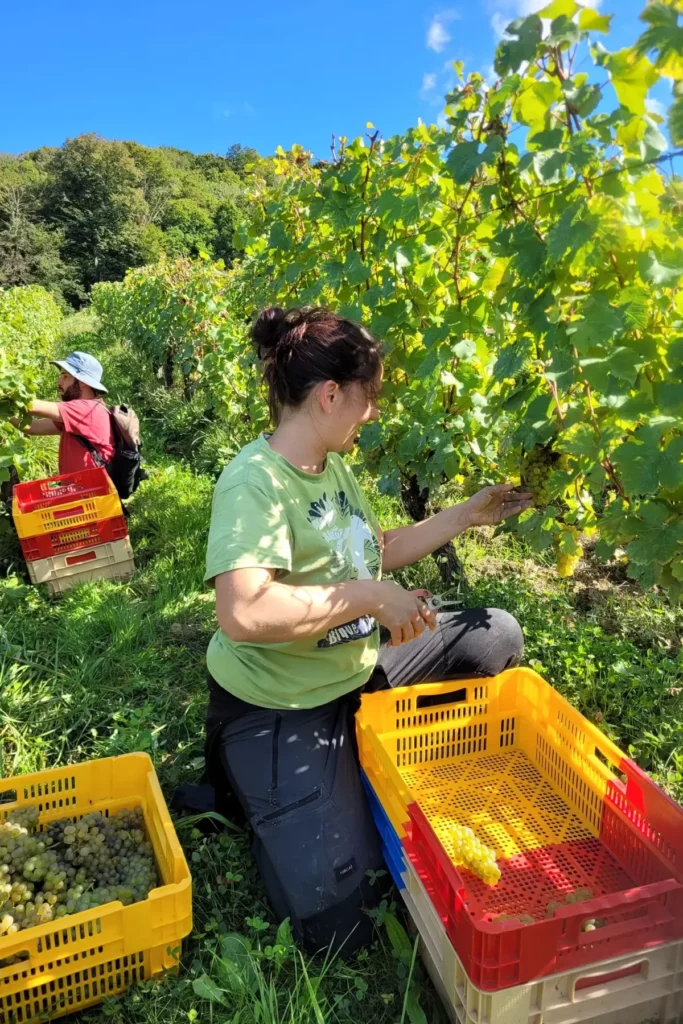 Domaine des Pentacrines - Vendanges à la main en petites caisses